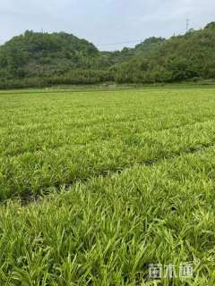 高度30厘米金边阔叶麦冬