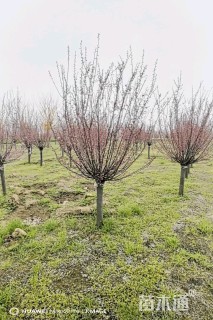 8公分美人梅