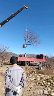 13公分山杏