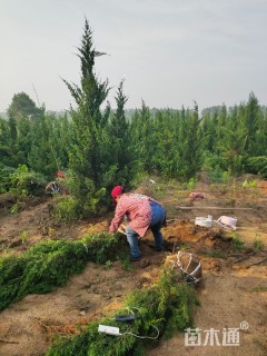 高度60厘米小龙柏