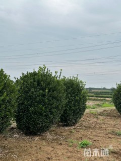 冠幅200厘米大叶黄杨球