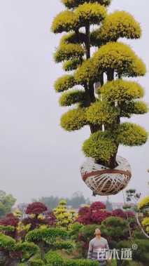 高度300厘米金禾女贞