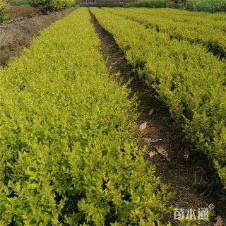 高度40厘米金冠女贞