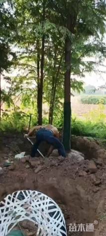 14公分红叶石楠