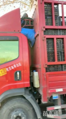 高度20厘米佛甲草