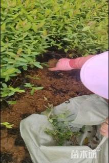 高度50厘米金丝桃