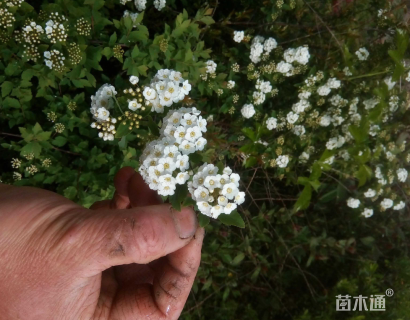 高度50厘米绣线菊