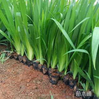 高度30厘米鸢尾