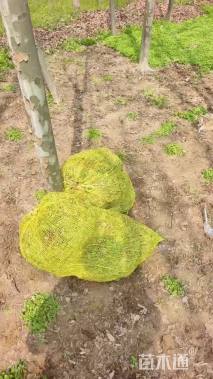 高度15厘米红花酢浆草