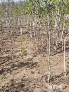 高度180厘米核桃