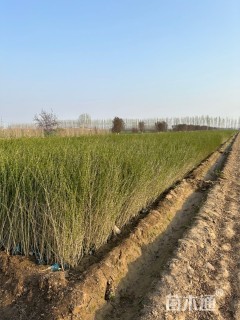 高度60厘米水蜡