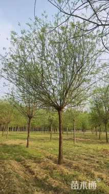 20公分国槐