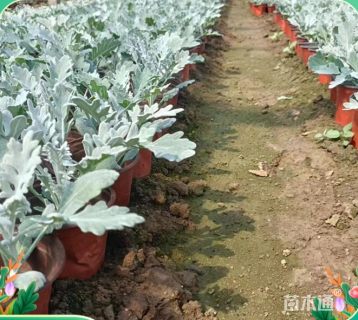 高度35厘米银叶菊