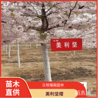 3公分美利坚樱