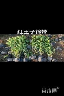 高度50厘米红王子锦带