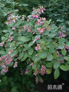 高度120厘米胡枝子