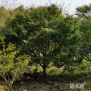 16公分鸡爪槭