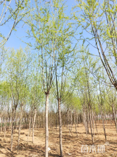 10公分柳树
