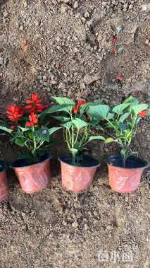 高度15厘米一串红