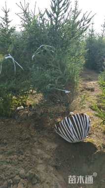 高度420厘米云杉