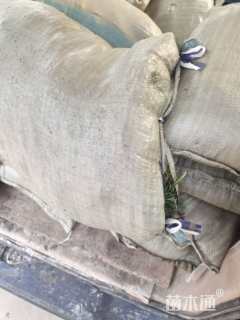 高度10厘米麦冬