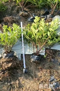 高度29厘米海桐