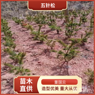 2公分五针松