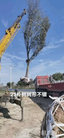 25公分朴树