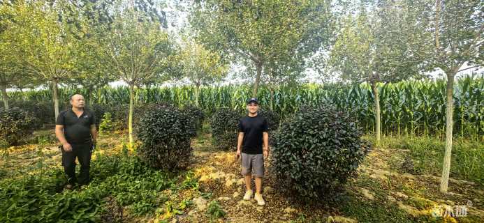 高度120厘米紫叶矮樱球