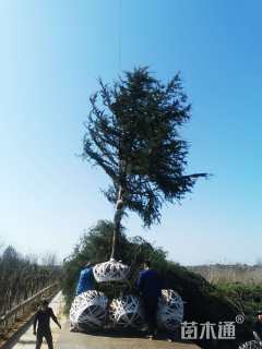 高度1000厘米雪松