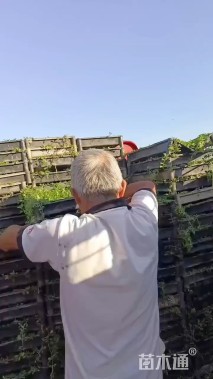 高度10厘米姬岩垂草