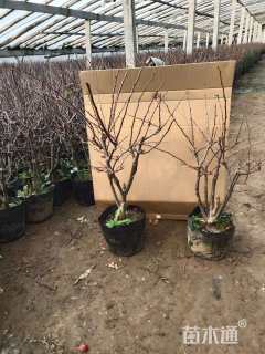 高度100厘米贴梗海棠