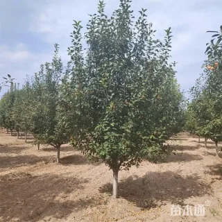 15公分北美海棠