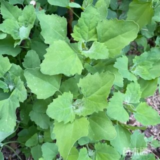高度10厘米灰灰菜