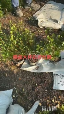 高度40厘米石岩杜鹃