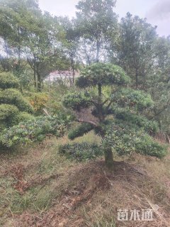 原生苗造型罗汉松