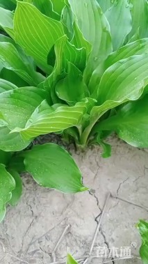 高度25厘米玉簪