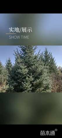 高度455.厘米云杉