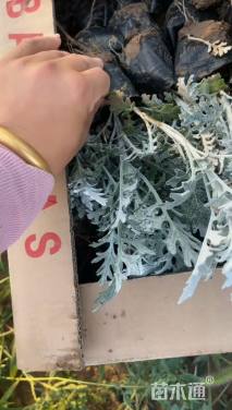 高度15厘米银叶菊