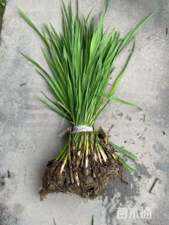 高度60厘米茭笋