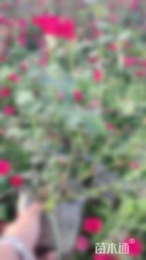 高度40厘米月季