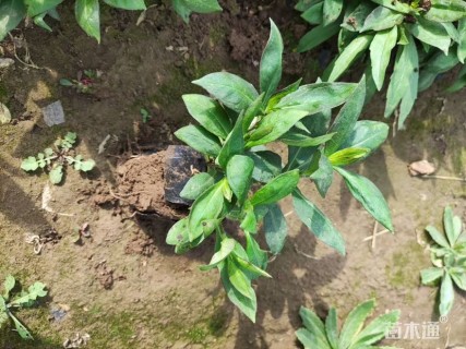 高度15厘米福禄考