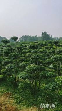 高度300厘米小叶女贞