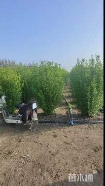 高度200厘米丛生木槿