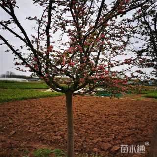 12公分木瓜海棠