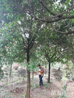 10公分红叶石楠