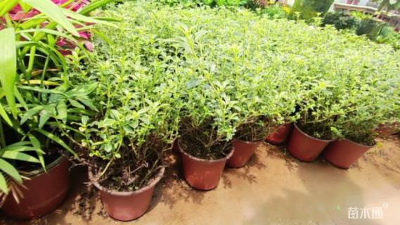 高度20厘米六月雪