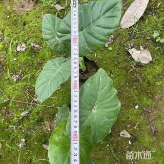 蓝星花小苗 美国兰绿化苗