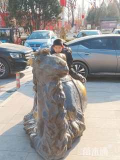 高度15厘米福禄考