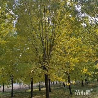 16公分白蜡